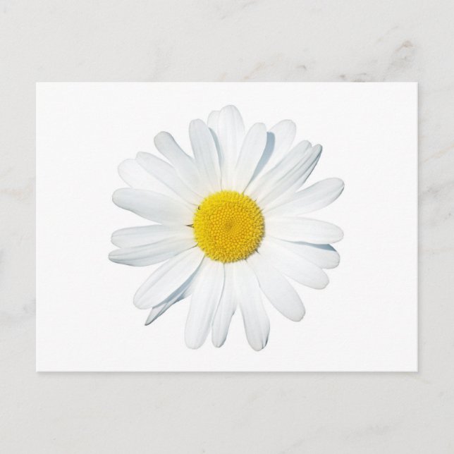 Flowers | Single Daisy Postcard (Front)