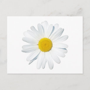 Flowers   Single Daisy Postcard