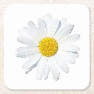 Flowers Single Daisy Square Paper Coaster