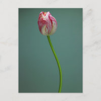 Flowers | Single Tulip Flower