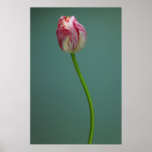 Flowers Single Tulip Flower Poster