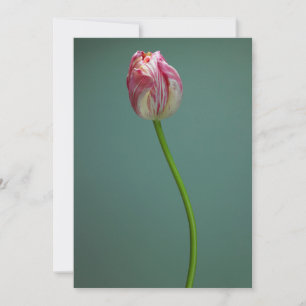 Flowers Single Tulip Flower Thank You Card