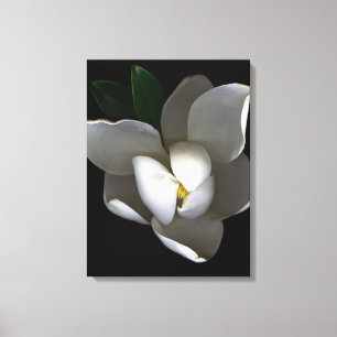 Flowers   Single White Magnolia Blossom Canvas Print
