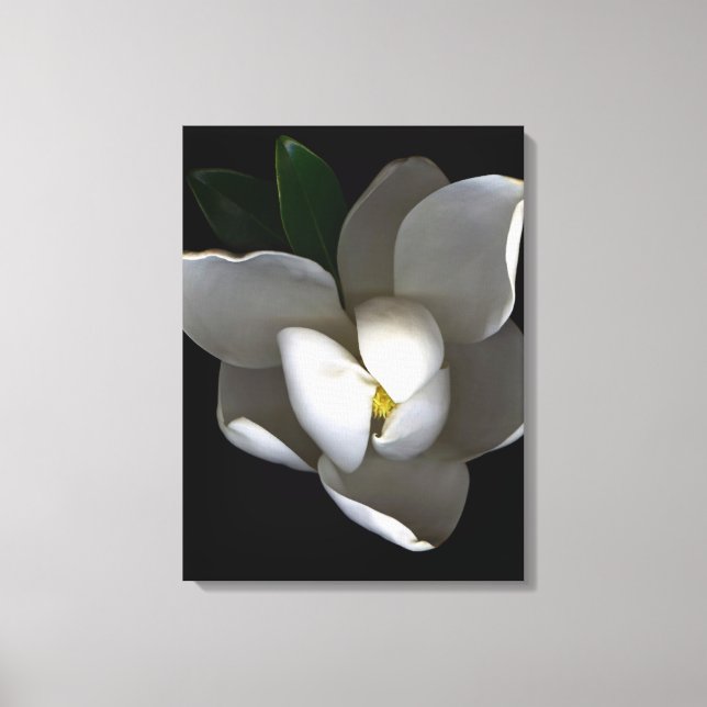 Flowers | Single White Magnolia Blossom Canvas Print (Front)