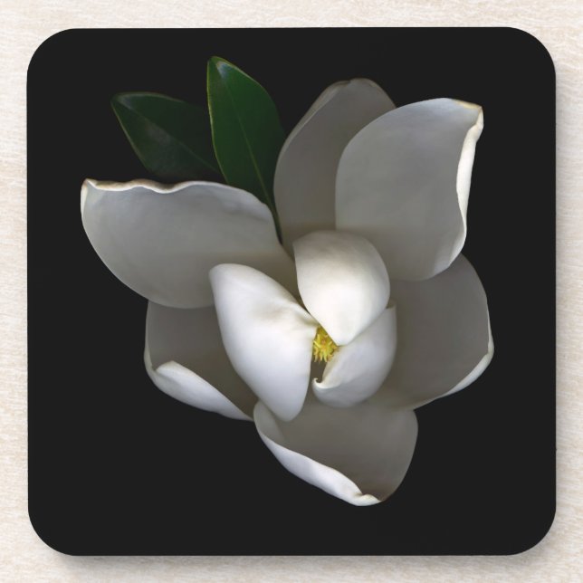 Flowers | Single White Magnolia Blossom Coaster (Front)