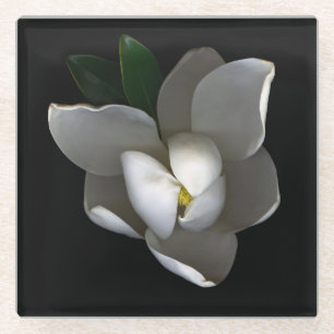 Flowers Single White Magnolia Blossom Glass Coaster