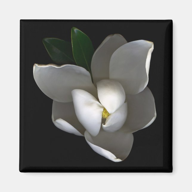 Flowers | Single White Magnolia Blossom Magnet (Front)
