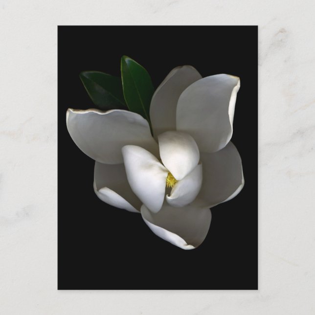 Flowers | Single White Magnolia Blossom Postcard (Front)