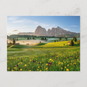 Flowers   Spring Alpe di Siusi Langkofel Postcard