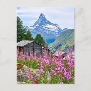 Flowers   Summer Matterhorn Switzerland Postcard
