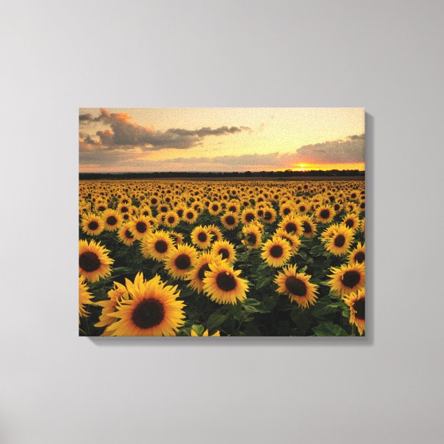 Flowers | Sunflower Field Canvas Print (Front)