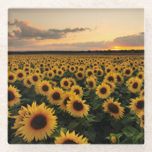 Flowers Sunflower Field Glass Coaster