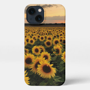 Flowers Sunflower Field iPhone 13 Case