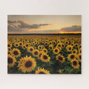 Flowers   Sunflower Field Jigsaw Puzzle