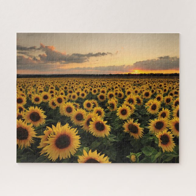 Flowers | Sunflower Field Jigsaw Puzzle (Horizontal)