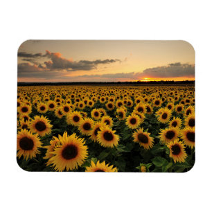 Flowers   Sunflower Field Magnet