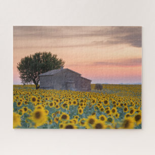 Flowers Sunflower Field Provence, France Jigsaw Puzzle