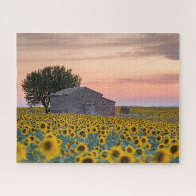 Flowers | Sunflower Field Provence, France Jigsaw Puzzle (Horizontal)