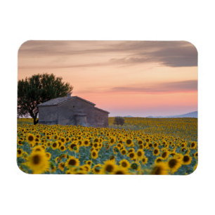 Flowers Sunflower Field Provence, France Magnet
