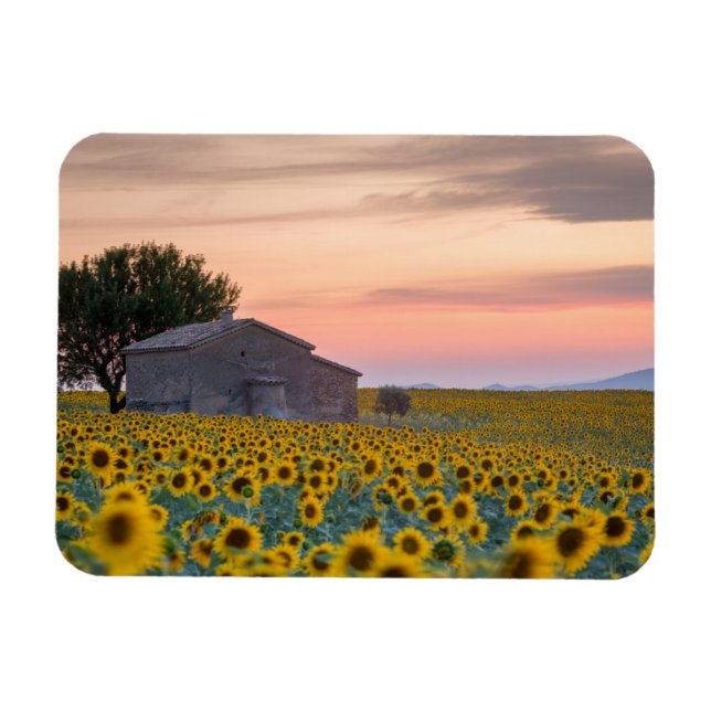 Flowers | Sunflower Field Provence, France Magnet (Horizontal)