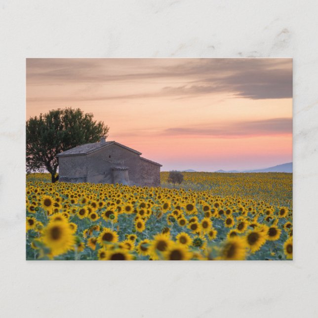 Flowers | Sunflower Field Provence, France Postcard (Front)