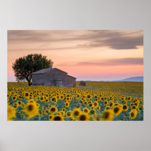 Flowers   Sunflower Field Provence, France Poster