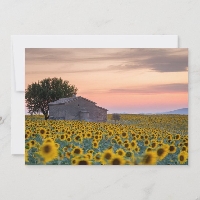 Flowers | Sunflower Field Provence, France Thank You Card (Front)