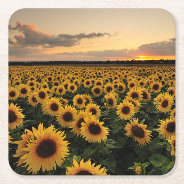 Flowers | Sunflower Field Square Paper Coaster (Front)