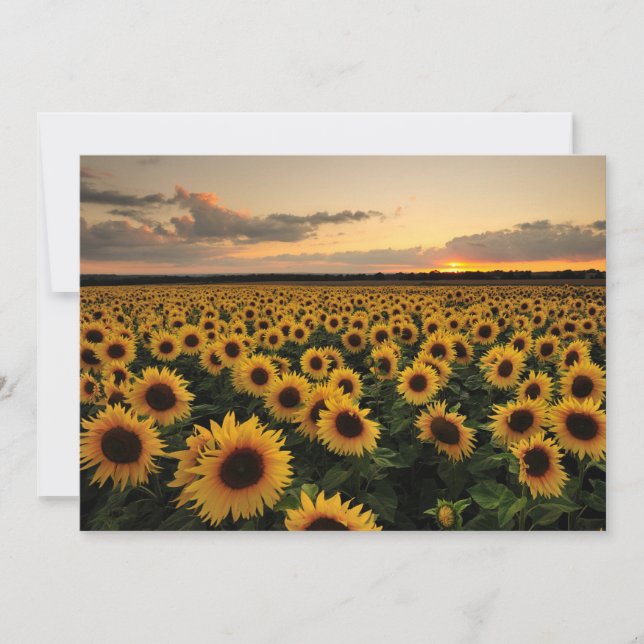 Flowers | Sunflower Field Thank You Card (Front)
