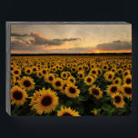 Flowers | Sunflower Field Wooden Box Sign<br><div class="desc">This amazing Getty Images photo features a sunflower field at sunset.</div>