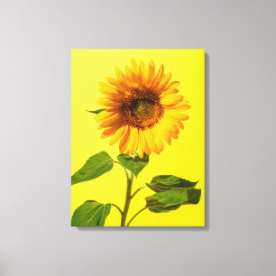 Flowers   Sunflower on Yellow Canvas Print