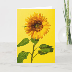 Flowers Sunflower on Yellow Card