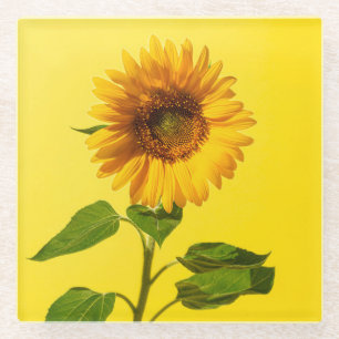 Flowers Sunflower on Yellow Glass Coaster