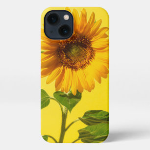 Flowers   Sunflower on Yellow iPhone 13 Case