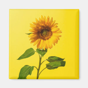 Flowers   Sunflower on Yellow Magnet
