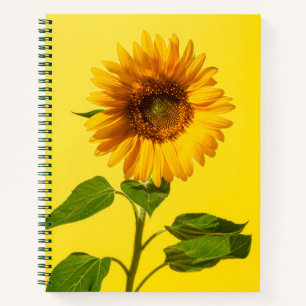 Flowers   Sunflower on Yellow Notebook