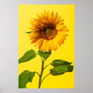 Flowers Sunflower on Yellow Poster