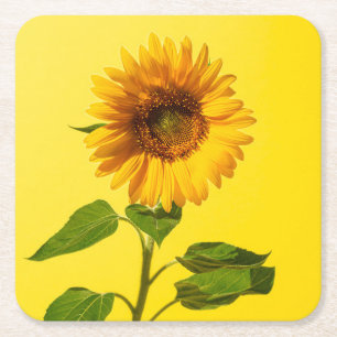 Flowers Sunflower on Yellow Square Paper Coaster