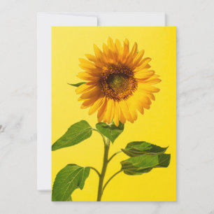 Flowers   Sunflower on Yellow Thank You Card
