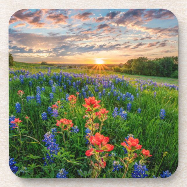 Flowers | Texas Bluebonnets & Indian Paintbrush Coaster (Front)