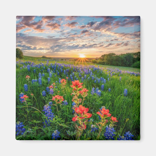 Flowers | Texas Bluebonnets & Indian Paintbrush Magnet (Front)