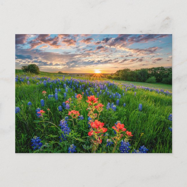 Flowers | Texas Bluebonnets & Indian Paintbrush Postcard (Front)