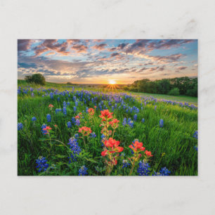 Flowers   Texas Bluebonnets & Indian Paintbrush Postcard