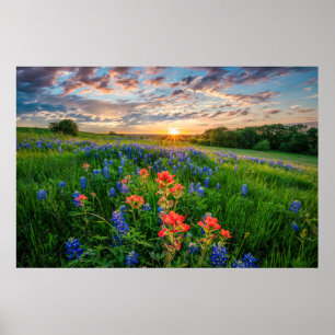 Flowers   Texas Bluebonnets & Indian Paintbrush Poster