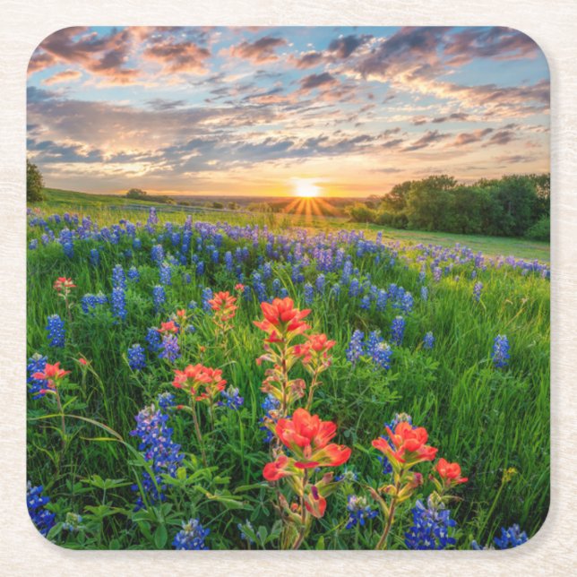 Flowers | Texas Bluebonnets & Indian Paintbrush Square Paper Coaster (Front)