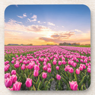 Flowers Tulips South Holland, Netherlands Coaster