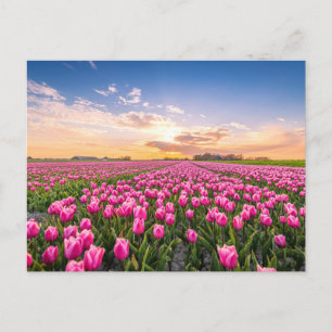 Flowers   Tulips South Holland, Netherlands Postcard