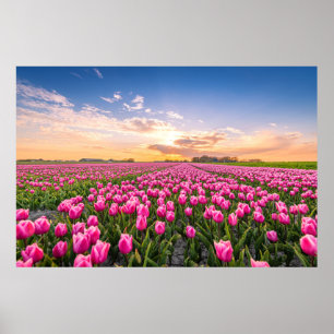 Flowers   Tulips South Holland, Netherlands Poster