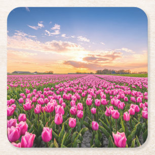 Flowers Tulips South Holland, Netherlands Square Paper Coaster