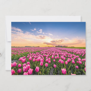 Flowers   Tulips South Holland, Netherlands Thank You Card